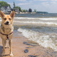 Illustration for article titled 39 *Scratchy Scratchy* Photos of Dogs